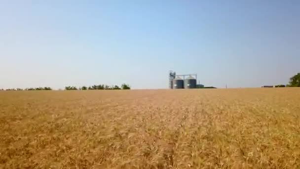 Aérea de ascensor de grano en frente de campo de trigo. Cámara de drones Quadcopter volando hacia la planta de harina o molino de aceite. Silos cerca de tierras de cultivo. Tema de la agricultura, una temporada de cosecha. Dolly en . — Vídeos de Stock