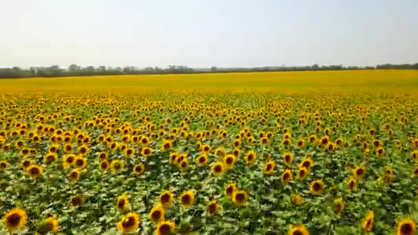 Vista aerea del campo di girasoli. Drone volo sopra campo di girasole in fiore. Quadricottero in movimento attraverso scenico campo giallo di fiori. Tema agricoltura e raccolta. Paesaggio spettacolare. — Video Stock