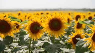 Güneşli bir günde tarlada açan güzel sarı ayçiçeği çiçekleri. Ayçiçeği başındaki arılar bal için nektar topluyor. Tarım teması: Petrol çıkarımı için zengin organik hasat.