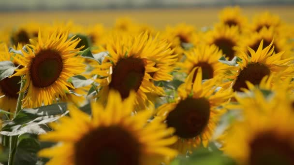 Lindas flores amarelas de girassol florescendo em um campo no dia ensolarado. As abelhas no pólen da cabeça de girassol coletam néctar para mel. Tema da agricultura, colheita orgânica rica para extração de petróleo . — Vídeo de Stock