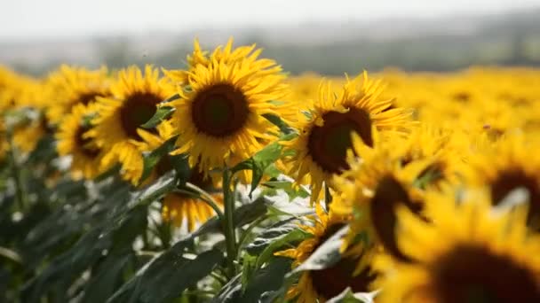 Lindas flores amarelas de girassol florescendo em um campo no dia ensolarado. As abelhas no pólen da cabeça de girassol coletam néctar para mel. Tema da agricultura, colheita orgânica rica para extração de petróleo . — Vídeo de Stock