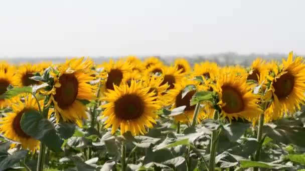 Lindas flores amarelas de girassol florescendo em um campo no dia ensolarado. As abelhas no pólen da cabeça de girassol coletam néctar para mel. Tema da agricultura, colheita orgânica rica para extração de petróleo . — Vídeo de Stock