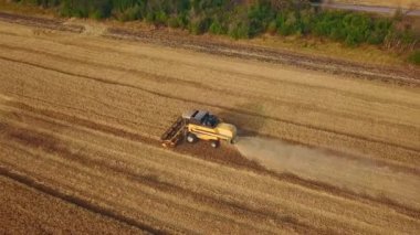 Hava aracı görüntüsü: buğday tarlasında gün batımında çalışan hasatçıları birleştirin. Tarlalarda mahsul kesen makineli sürücüler. Organik tarım. Tarım teması, hasat mevsimi. Quadcopter videosu.
