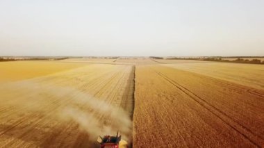 Hava aracı görüntüsü: buğday tarlasında gün batımında çalışan hasatçıları birleştirin. Tarlalarda mahsul kesen makineli sürücüler. Organik tarım. Tarım teması, hasat mevsimi. Quadcopter videosu.