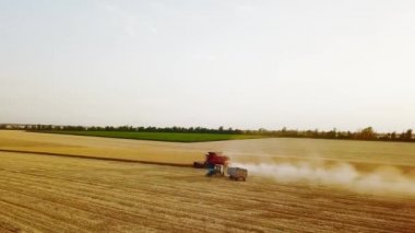 Hava aracı görüntüsü: buğday tarlasında gün batımında çalışan hasatçıları birleştirin. Tarlalarda mahsul kesen makineli sürücüler. Organik tarım. Tarım teması, hasat mevsimi. Quadcopter videosu.