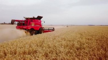 Hava aracı görüntüsü: buğday tarlasında gün batımında çalışan hasatçıları birleştirin. Tarlalarda mahsul kesen makineli sürücüler. Organik tarım. Tarım teması, hasat mevsimi. Quadcopter videosu.