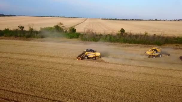 Vue aérienne par drone : moissonneuses-batteuses travaillant au champ de blé au coucher du soleil. Moissonneuse-batteuse coupant les cultures dans les terres agricoles. Agriculture biologique. Thème agriculture, saison des récoltes. Vidéo Quadcopter. — Video