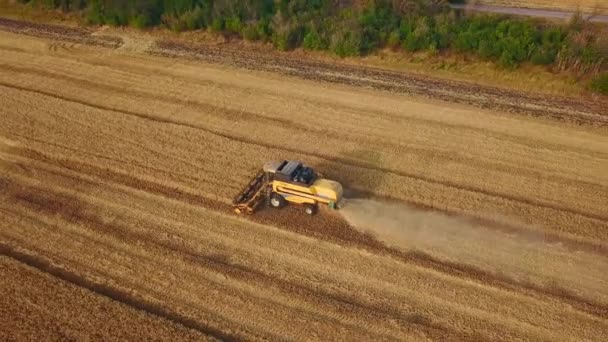 Drohnenbild aus der Luft: Mähdrescher bei der Arbeit im Weizenfeld bei Sonnenuntergang. Erntemaschinen-Fahrer schneiden Getreide auf landwirtschaftlichen Flächen. Biologischer Landbau. Thema Landwirtschaft, Erntezeit. Quadcopter-Video. — Stockvideo