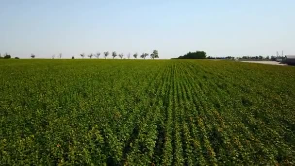 Luftaufnahme: Fliegen über dem Sonnenblumenfeld. Vorwärts fliegen und aufsteigen. Sonnenblumen blühen. Kamera in geringer Höhe. — Stockvideo