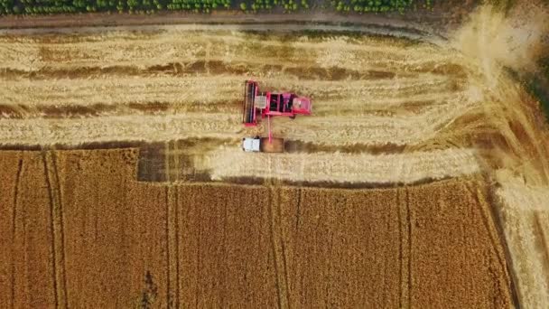 Aerial drone view. Overloading grain from combine harvesters into grain truck in field. Harvester unloder pouring harvested wheat into a box body. Farmers at work. Agriculture, harvesting season. — Stock Video