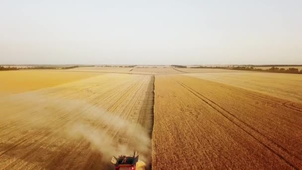 Vue aérienne par drone : moissonneuses-batteuses travaillant au champ de blé au coucher du soleil. Moissonneuse-batteuse coupant les cultures dans les terres agricoles. Agriculture biologique. Thème agriculture, saison des récoltes. Vidéo Quadcopter. — Video