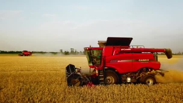 Vista aerea drone: combinare mietitrebbie che lavorano nel campo di grano al tramonto. Raccolta macchinista taglio raccolto in terreni agricoli. Agricoltura biologica. Tema dell'agricoltura, stagione del raccolto. Quadricottero video. — Video Stock