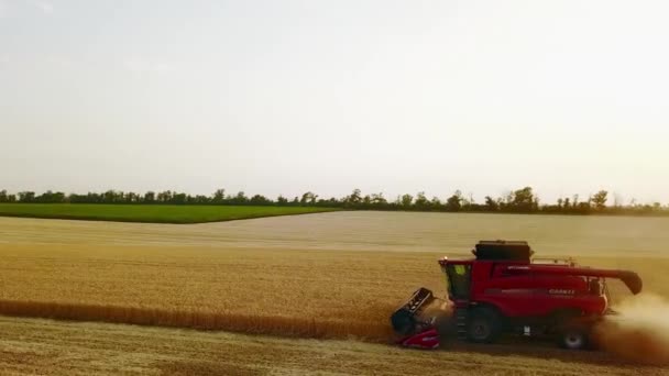 Aerial drone view: kombinálni aratók dolgozó búza területen naplementekor. Betakarító gépkocsivezető vágja a termést a mezőgazdasági területen. Biogazdálkodás. Mezőgazdasági téma, betakarítási időszak. Négyhelikopteres videó. — Stock videók
