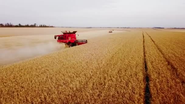 Aerial drone view: combine harvesters working in wheat field on sunset. Harvesting machine driver cutting crop in farmland. Organic farming. Agriculture theme, harvesting season. Quadcopter video. — Stock Video