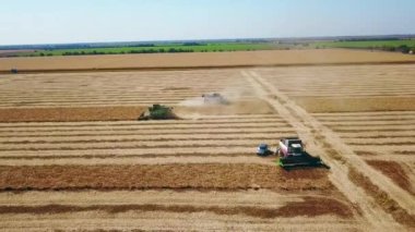 Hava aracı görüntüsü: soya tarlasında gün batımında çalışan hasatçıları birleştirin. Tarlalarda mahsul kesen makineli sürücüler. Organik soya yetiştiriciliği. Tarım, hasat mevsimi. Quadcopter videosu.