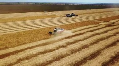 Hava aracı görüntüsü: soya tarlasında gün batımında çalışan hasatçıları birleştirin. Tarlalarda mahsul kesen makineli sürücüler. Organik soya yetiştiriciliği. Tarım, hasat mevsimi. Quadcopter videosu.