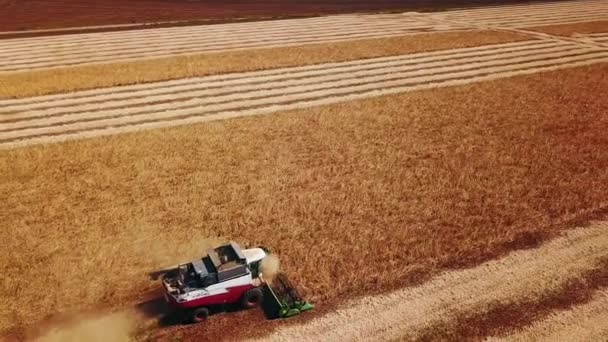 Drohnenbild aus der Luft: Mähdrescher bei der Arbeit auf einem Sojabohnenfeld bei Sonnenuntergang. Erntemaschinen-Fahrer schneiden Getreide auf landwirtschaftlichen Flächen. Biologischer Sojaanbau. Landwirtschaft, Erntezeit. Quadcopter-Video. — Stockvideo