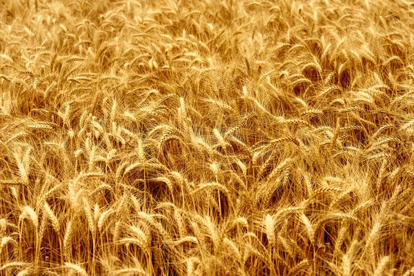 Golden ripe wheat ears at the farm field ready for harvesting. Rich wheat crop harvest. Agriculture and agronomy theme. Shallow depth of field.