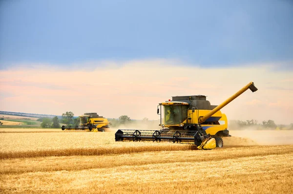 Combine cosechadoras que trabajan en el campo de trigo con el cielo sombrío nublado. Cosechadora conductor de la máquina de corte de cultivos en una tierra de cultivo. Tema de agricultura, temporada de cosecha . —  Fotos de Stock