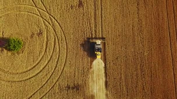 Вид зверху на повітряний дрон: комбайни, що працюють на пшеничному полі. Водій збирає врожай для різання сільськогосподарських угідь. Органічне землеробство. Тема сільського господарства, сезон збору врожаю. Квадрокоптер відео — стокове відео