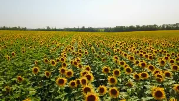 Vista aerea del campo di girasoli. Drone volo sopra campo di girasole in fiore. Quadricottero in movimento attraverso scenico campo giallo di fiori. Tema agricoltura e raccolta. Paesaggio spettacolare. — Video Stock