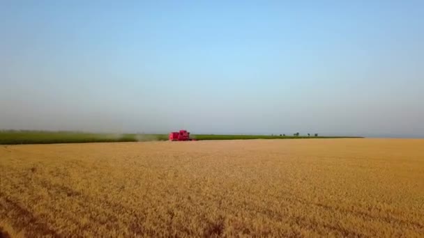 Aeronave de colheitadeira trabalhando no campo de trigo perto de penhasco com vista para o mar ao pôr do sol. Máquina de colheita corte colheita em terras agrícolas perto do oceano. Agricultura, época de colheita. Paisagem incrível cênica . — Vídeo de Stock