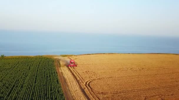 Aérien de moissonneuse batteuse travaillant dans le champ de blé près de falaise avec vue sur la mer au coucher du soleil. Récolte machine de coupe des cultures dans les terres agricoles près de l'océan. Agriculture, saison de récolte. Paysage étonnant pittoresque.