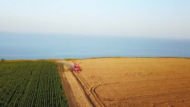 Zdjęcie kombajnu zbożowego pracującego na polu pszenicy w pobliżu klifu z widokiem na morze na zachód słońca. Maszyna do zbioru roślin uprawnych w pobliżu oceanu. Rolnictwo, zbiory. Niesamowity krajobraz malowniczy. — Wideo stockowe