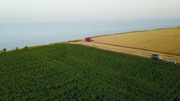 Aérien de moissonneuse batteuse travaillant dans le champ de blé près de falaise avec vue sur la mer au coucher du soleil. Récolte machine de coupe des cultures dans les terres agricoles près de l'océan. Agriculture, saison de récolte. Paysage étonnant pittoresque.
