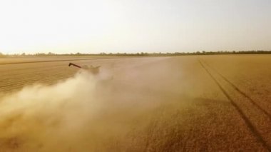 Hava aracı görüntüsü: buğday tarlasında gün batımında çalışan hasatçıları birleştirin. Tarlalarda mahsul kesen makineli sürücüler. Organik tarım. Tarım teması, hasat mevsimi. Quadcopter videosu.