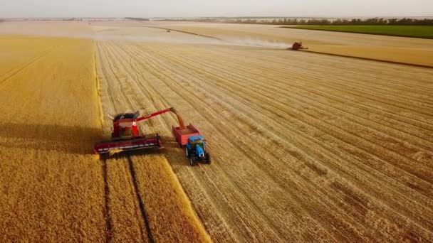 Drohnen aus der Luft. Überladen von Getreide von Mähdreschern in einen Getreidewagen auf dem Feld. Erntehelfer entladen geernteten Weizen in einen Kastenkörper. Bauern bei der Arbeit. Landwirtschaft, Erntezeit. — Stockvideo