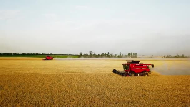 Drohnenbild aus der Luft: Mähdrescher bei der Arbeit im Weizenfeld bei Sonnenuntergang. Erntemaschinen-Fahrer schneiden Getreide auf landwirtschaftlichen Flächen. Biologischer Landbau. Thema Landwirtschaft, Erntezeit. Quadcopter-Video. — Stockvideo