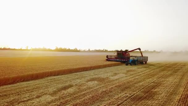 Veduta aerea del drone. Sovraccarico di grano da mietitrebbie in camion grano in campo. Raccoglitore scaricatore versando grano raccolto in un corpo scatola. Agricoltori al lavoro. Agricoltura, stagione del raccolto. — Video Stock