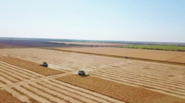 Hava aracı görüntüsü: soya tarlasında gün batımında çalışan hasatçıları birleştirin. Tarlalarda mahsul kesen makineli sürücüler. Organik soya yetiştiriciliği. Tarım, hasat mevsimi. Quadcopter videosu.