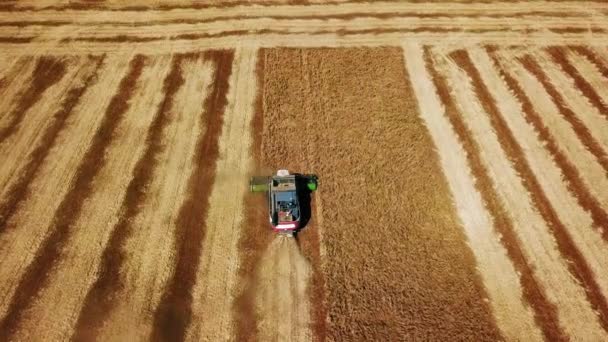 Drohnenbild aus der Luft: Mähdrescher bei der Arbeit auf einem Sojabohnenfeld bei Sonnenuntergang. Erntemaschinen-Fahrer schneiden Getreide auf landwirtschaftlichen Flächen. Biologischer Sojaanbau. Landwirtschaft, Erntezeit. Quadcopter-Video. — Stockvideo