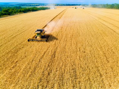 Hava aracı görüntüsü: buğday tarlasında gün batımında çalışan hasatçıları birleştirin. Tarlalarda mahsul kesen makineli sürücüler. Organik tarım. Tarım teması, hasat mevsimi. Quadcopter fotoğrafı.