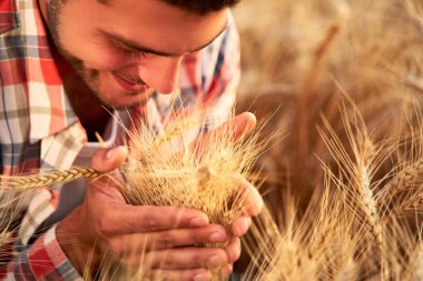 Gülümseyen çiftçi bir avuç olgun buğday kulağını elinde tutuyor ve kokluyor. Agronomist, gün doğumunda hasat etmeden önce tahıl ekinlerini inceliyor. Gün batımında altın tarla. Organik tarım kavramı.