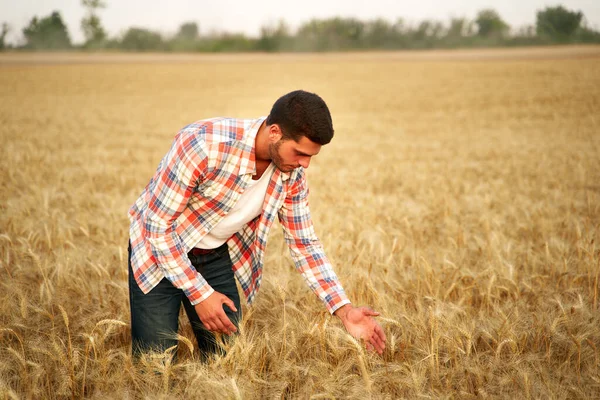 Agronomista badający uprawy zbóż przed zbiorami siedząc na złotym polu. Uśmiechnięty rolnik trzymający w rękach dojrzałe uszy pszenicy. Ranczer w zaroślach. Koncepcja rolnictwa ekologicznego. — Zdjęcie stockowe