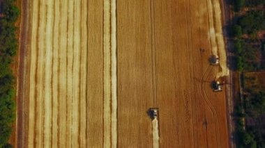 Yukarıdan insansız hava aracı görüntüsü: buğday tarlasında çalışan hasatçıları birleştirin. Tarlalarda mahsul kesen makineli sürücüler. Organik tarım. Tarım teması, hasat mevsimi. Quadcopter videosu
