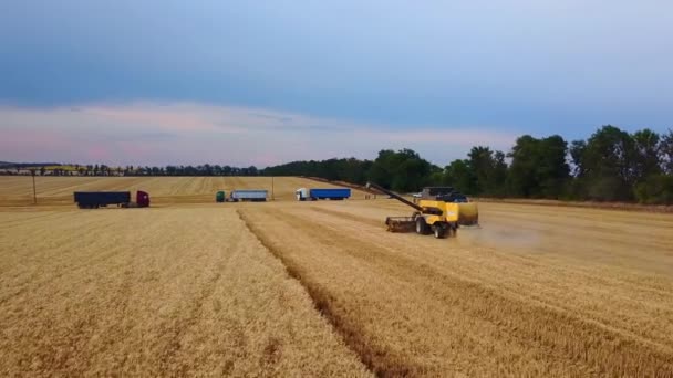 Widok z lotu ptaka: połączyć kombajny pracy na polu pszenicy na zachód słońca. Kierowca maszyny do zbioru cięcia roślin uprawnych. Rolnictwo ekologiczne. Temat rolnictwa, sezon zbiorów. Nagranie wideo z Quadcoptera. — Wideo stockowe