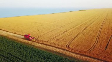 Buğday tarlasında gün batımında deniz manzaralı, uçurum kenarında çalışan bir biçerdöver havası. Okyanus yakınlarındaki tarım arazilerindeki ekinleri biçen makineler. Tarım, hasat mevsimi. İnanılmaz manzara manzarası..