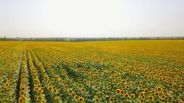 Vue aérienne du champ de tournesols. Vol de drone au-dessus d'un champ de tournesol en fleurs. Quadcopter se déplaçant à travers champ jaune pittoresque de fleurs. Thème agriculture et récolte. Paysage spectaculaire.