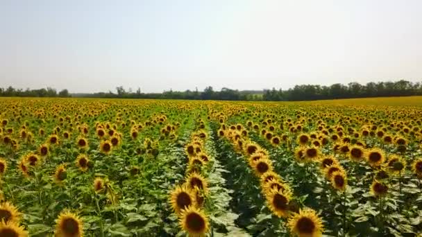 Vista aérea del campo de girasoles. Vuelo de drones sobre el floreciente campo de girasol. Quadcopter moviéndose a través del pintoresco campo amarillo de flores. Tema de agricultura y cosecha. Paisaje espectacular . — Vídeo de stock