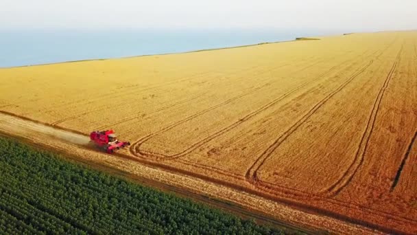 Aérien de moissonneuse batteuse travaillant dans le champ de blé près de falaise avec vue sur la mer au coucher du soleil. Récolte machine de coupe des cultures dans les terres agricoles près de l'océan. Agriculture, saison de récolte. Paysage étonnant pittoresque.