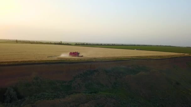 Luchtfoto van maaidorser werkend in tarweveld nabij klif met uitzicht op zee bij zonsondergang. Oogstmachine snijden gewas in landbouwgrond in de buurt van de oceaan. Landbouw, oogstseizoen. Verbazingwekkend landschap. — Stockvideo