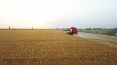 Hava aracı görüntüsü: Buğday tarlasında çalışan hasat makinesini gün batımında birleştirin. Tarlalarda mahsul kesen makineli sürücüler. Organik tarım. Tarım teması, hasat mevsimi. Quadcopter videosu.