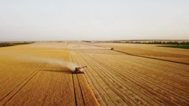 Hava aracı görüntüsü: buğday tarlasında gün batımında çalışan hasatçıları birleştirin. Tarlalarda mahsul kesen makineli sürücüler. Organik tarım. Tarım teması, hasat mevsimi. Quadcopter videosu.