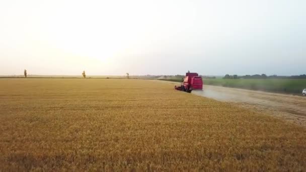 空中无人机视图：日落时在麦田工作的联合收割机。收获机司机在农田里收割庄稼.有机耕作。农业主题,收获季节.Quadcopter视频. — 图库视频影像