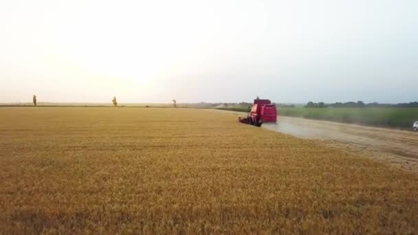 Widok z lotu ptaka: połączyć kombajn pracy w polu pszenicy na zachodzie słońca. Kierowca maszyny do zbioru cięcia roślin uprawnych. Rolnictwo ekologiczne. Temat rolnictwa, sezon zbiorów. Nagranie wideo z Quadcoptera. — Wideo stockowe