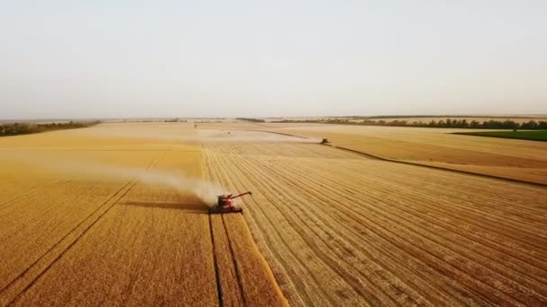 Drohnenbild aus der Luft: Mähdrescher bei der Arbeit im Weizenfeld bei Sonnenuntergang. Erntemaschinen-Fahrer schneiden Getreide auf landwirtschaftlichen Flächen. Biologischer Landbau. Thema Landwirtschaft, Erntezeit. Quadcopter-Video. — Stockvideo